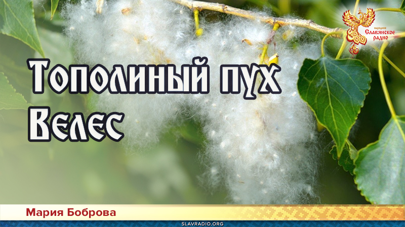 Тополиный пух. Велес
