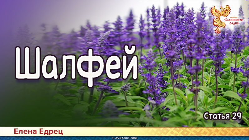 Шалфей
