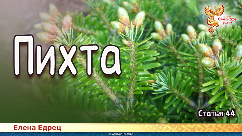 Пихта 
