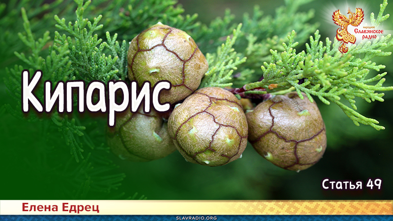 Кипарис 
