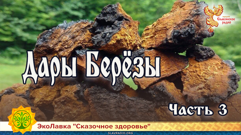 Дары Берёзы. Часть 3