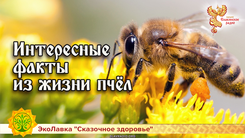 Интересные факты из жизни пчёл 
