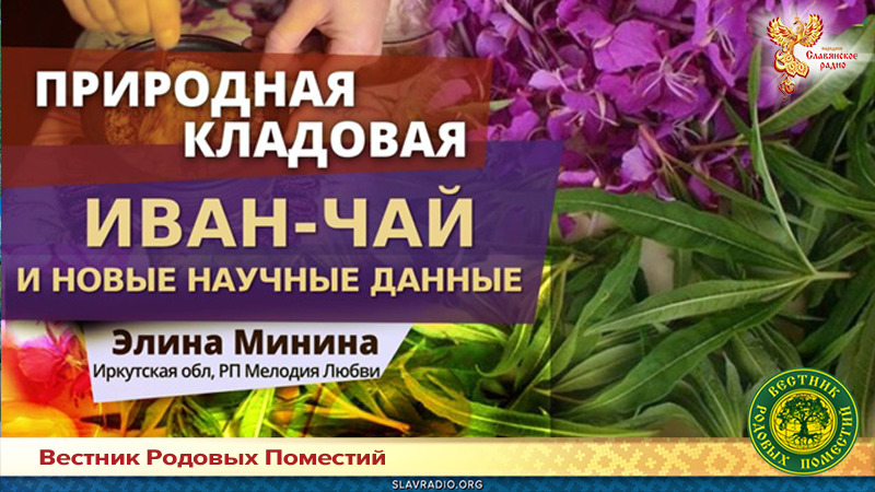 Иван-чай и новые научные данные