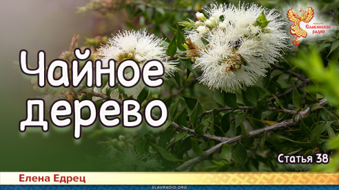Чайное дерево
