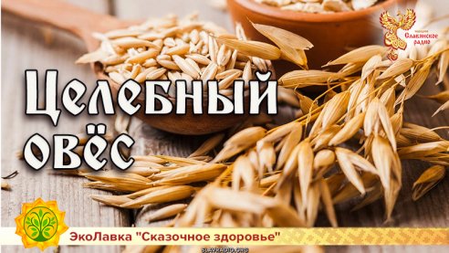 Целебный овёс