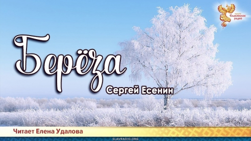 Берёза 