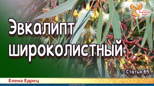 Эвкалипт широколистный с ароматом мяты перечной 
