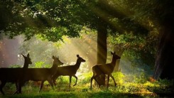 Чернобыльская зона стала уникальным местом