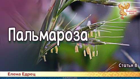 Пальмароза 