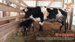 19-е февраля