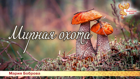 Мирная охота 