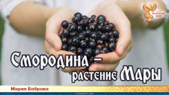 Смородина — растение Мары