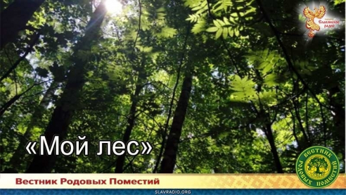 "Мой лес"