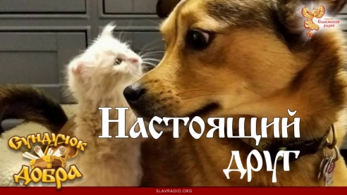 Сундучок Добра. Настоящий друг