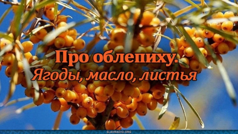 Про облепиху. Ягоды, масло, листья