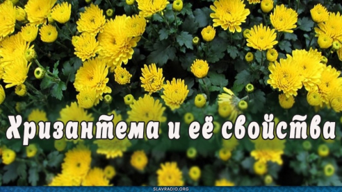 Хризантема и её свойства