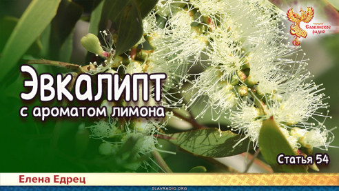 Эвкалипт с ароматом лимона 
