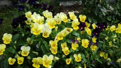 Почему на Руси не дарили сорванных цветов?