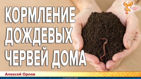 Кормление дождевых червей дома