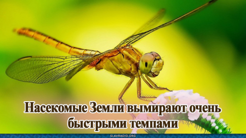 Насекомые Земли вымирают очень быстрыми темпами