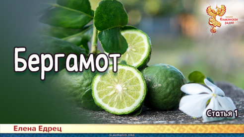 Бергамот 