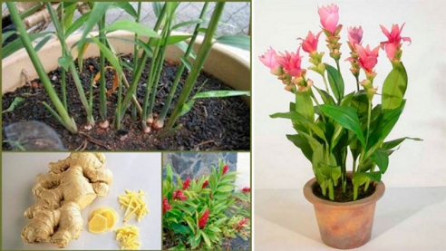 Выращиваем имбирь дома