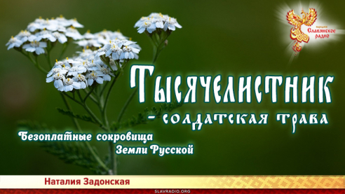 Тысячелистник &ndash; солдатская трава 