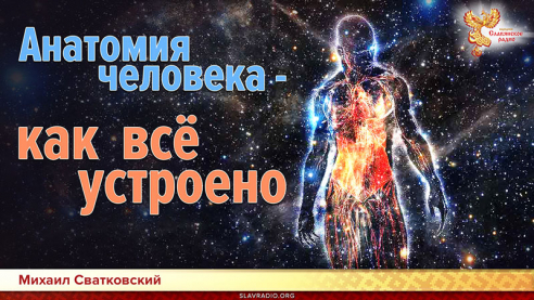 Анатомия человека - как все устроено