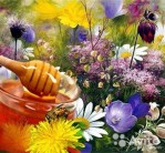 Травы и&nbsp;пчёлы для здоровья человека