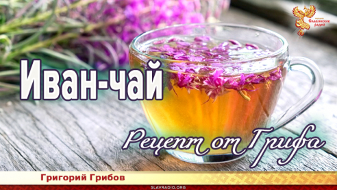 Иван-чай. Рецепт от Грифа