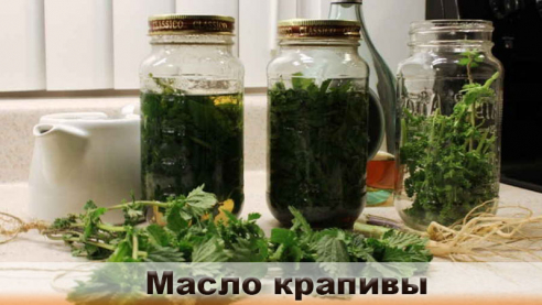 Лечебные свойства масла крапивы