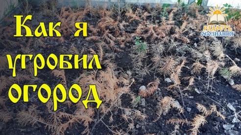 Как я угробил огород