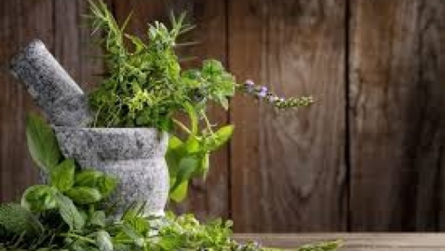 Пряные травы, которые можно вырастить дома