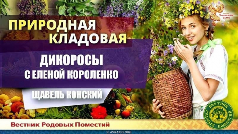 Щавель конский