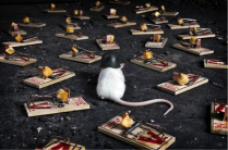 Ловушки на светлом пути Духовного роста