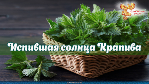 Испившая солнца Крапива