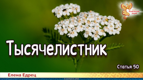 Тысячелистник 
