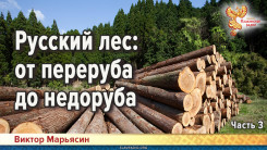 Русский лес: от переруба до недоруба. Часть 3