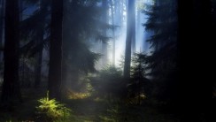 Мой Храм, - это лес!