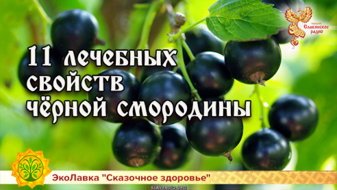 11 лечебных свойств чёрной смородины
