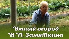 Умный огород И.П. Замяткина: участок не знает лопаты уже 20 лет