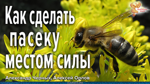 Как улучшить качество мёда и здоровье пчёл