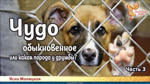Чудо обыкновенное или какая порода у дружбы? Часть 3
