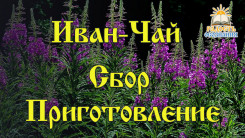 Иван-чай. Сбор и приготовление