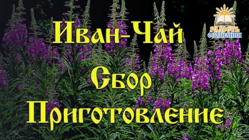 Иван-чай. Сбор и приготовление