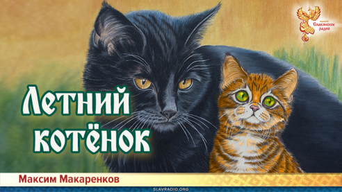 Летний котёнок