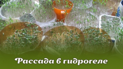 Рассада в гидрогеле