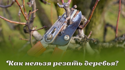 Как нельзя резать деревья