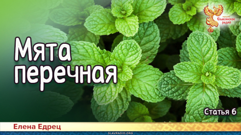 Мята перечная 