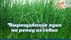 Выращивание лука на репку из севка